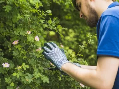 Pruning Palms: Cultivating Growth with Expert Techniques