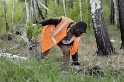 Preserve Trees During Construction: Avoid Damage & Stress