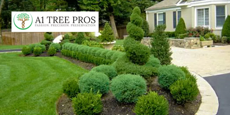 Professional Shrub Pruning and Shaping: The Key to a Beautiful and Thriving Landscape