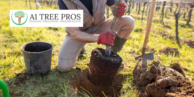 Tree Planting: A Step-by-Step Guide to a Greener Landscape