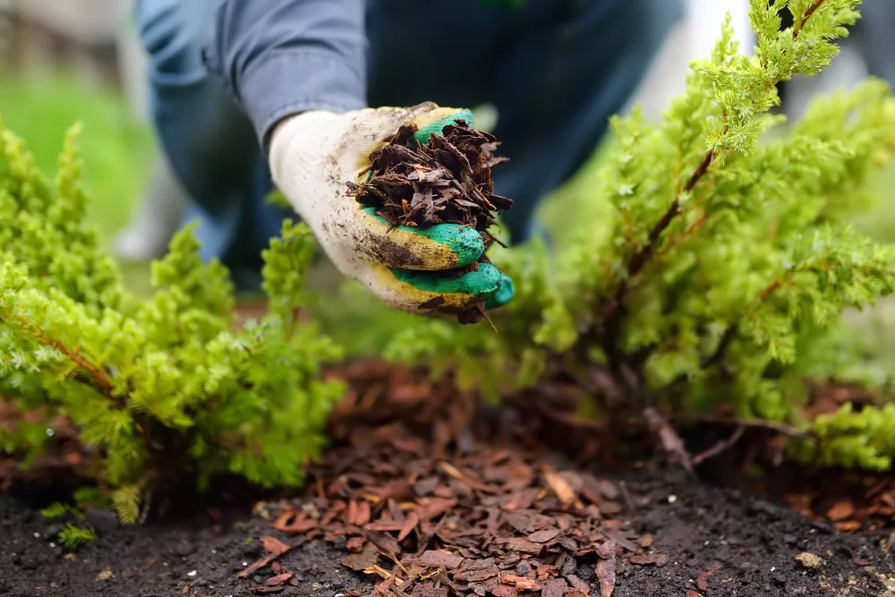 Mulching Trees: Benefits, Practices, & Effective Techniques