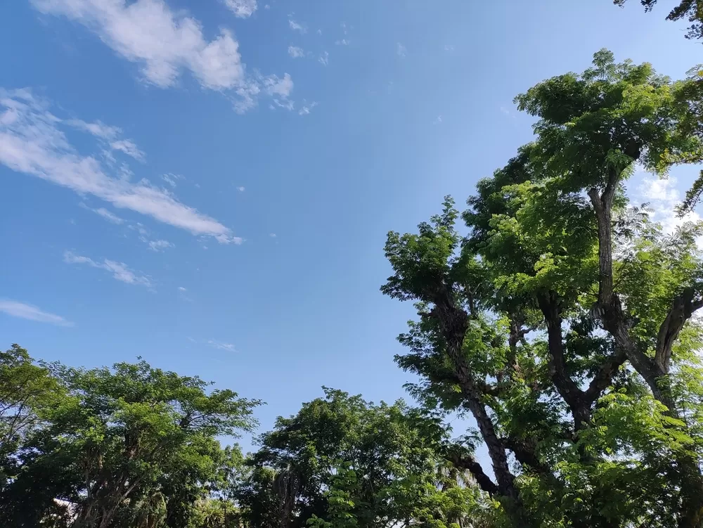 Choosing the Right Trees for Your Landscape: Beginners Guide