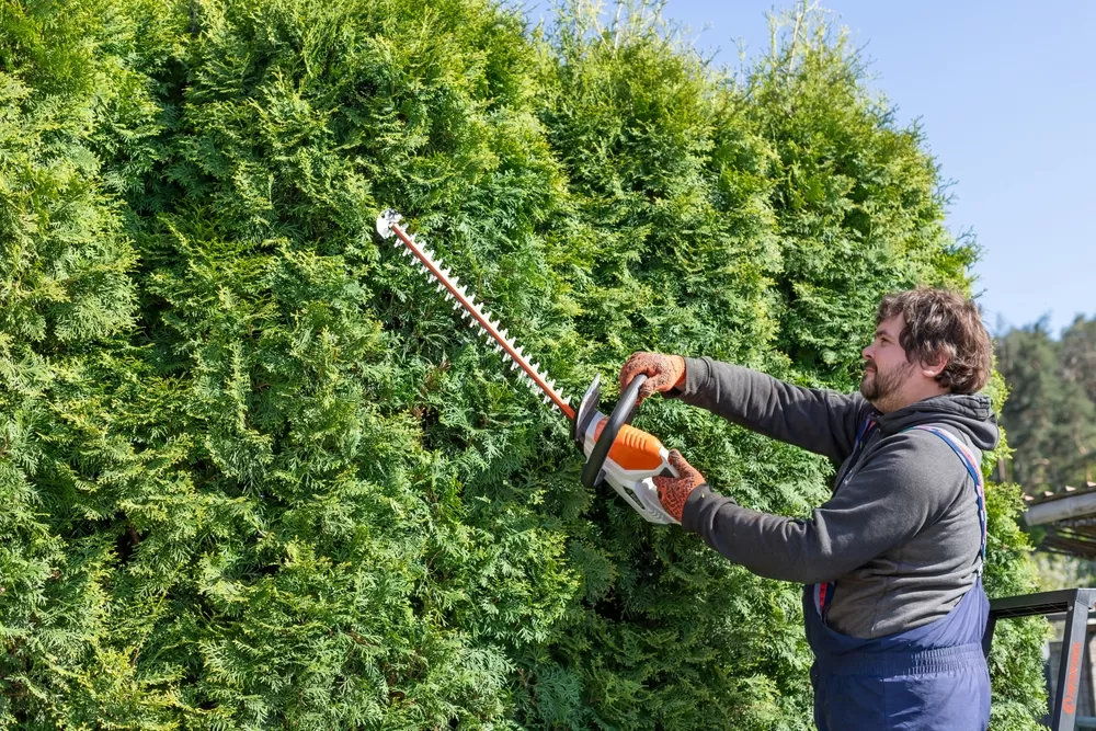 Timing Tree Pruning: Understanding When to Prune Properly