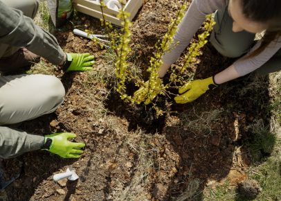 Avoiding Common Tree Planting Mistakes: Expert Tips & Advice
