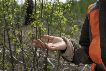 Comprehensive Guide: Identifying & Treating Tree Diseases