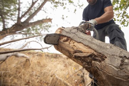 Cost Factors in Tree Removal: Understanding the Expenses