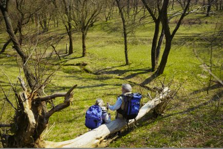The Complete Guide for Tree Removal: Methods and Advice