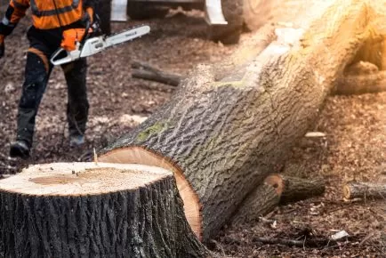 Why Tree Cutting and Stump Grinding are Essential for Property Maintenance in Frederick, MD