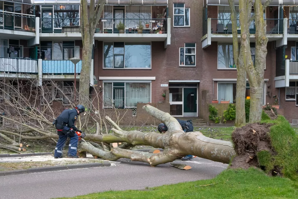 How to Prepare for Storms: Tree Cutting and Emergency Tree Removal Services in Frederick, MD