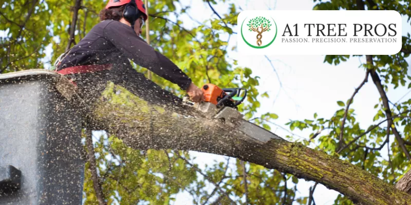 Ensuring Safety and Beauty with Tree Removal and Stump Grinding in Frederick, MD