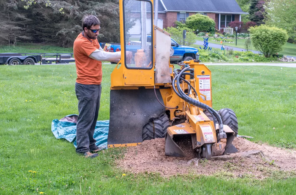 Understanding the Stump Grinding Process in Frederick, MD with A1 Tree Pros