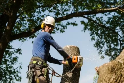 Tree Health and Safety: How Arborists in Frederick, MD Provide Great Tree Cutting