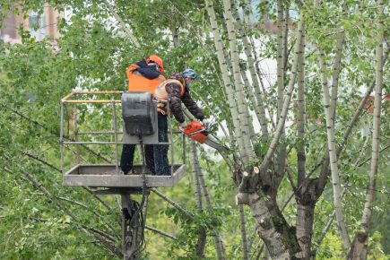 Why Professional Tree Removal in Frederick, MD is Essential for Homeowners