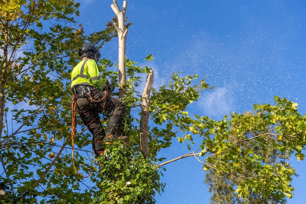 The Benefits of Hiring a Certified Arborist for Tree Removal in Frederick, MD