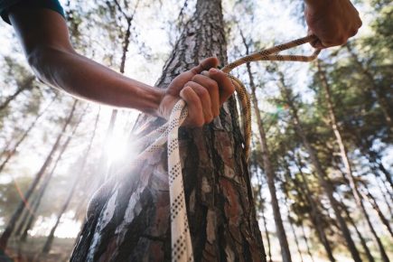Ensuring Safety and Beauty with Tree Removal and Stump Grinding in Frederick, MD