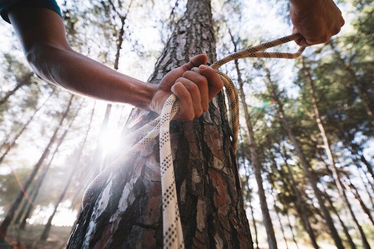Ensuring Safety and Beauty with Tree Removal and Stump Grinding in Frederick, MD
