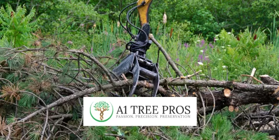 How to Know a Tree Needs to Be Removed in Potomac, Maryland