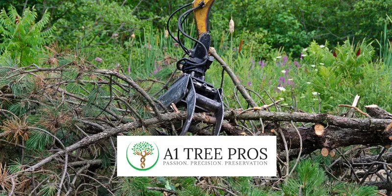 How to Know a Tree Needs to Be Removed in Potomac, Maryland