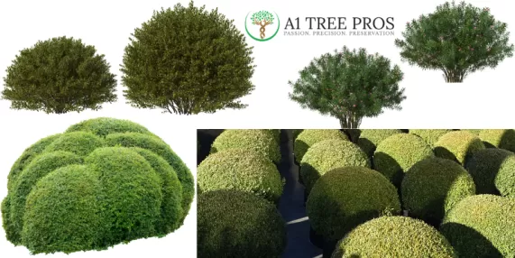 Professional Shrub Shaping Service by A1 Tree Pros in Frederick, MD