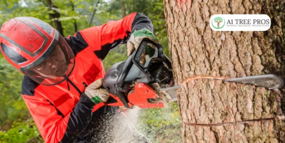 Transform Your Yard with Expert Tree Cutting and Removal Services in Frederick, MD