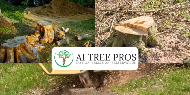 Safe Tree Removal in Urbana, A Guide for Homeowners