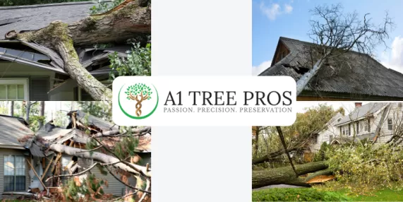 Tree Damage: When Should You Call for Help?
