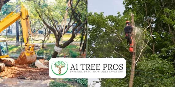 10 Reasons to Invest in Emergency Tree Removal in Frederick, MD