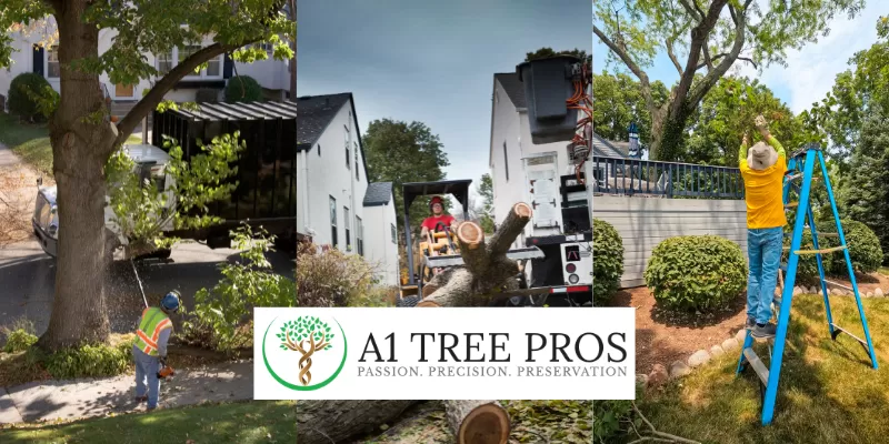 Basics and Benefits of Professional Tree Pruning Service