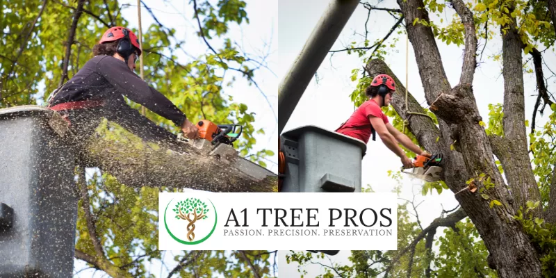 Why Expert Tree Removal Service is Worth the Investment