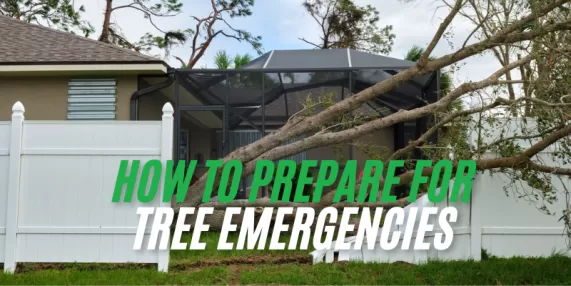 How to Prepare for Tree Emergencies: Tips by Professionals