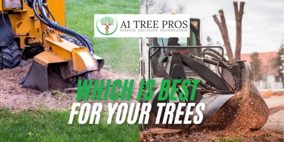 Stump Grinding vs. Removal | Which Is Best For Your Trees
