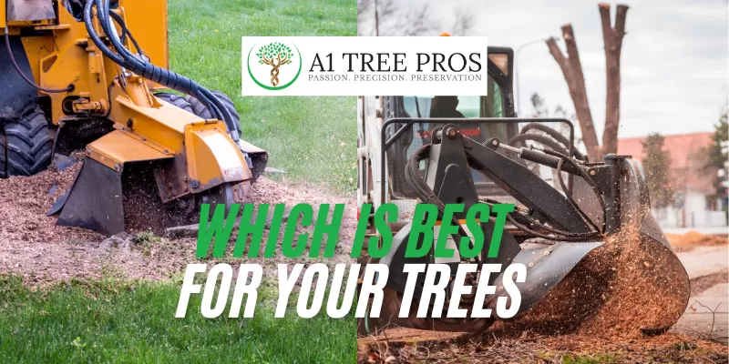 Stump Grinding vs. Removal | Which Is Best For Your Trees