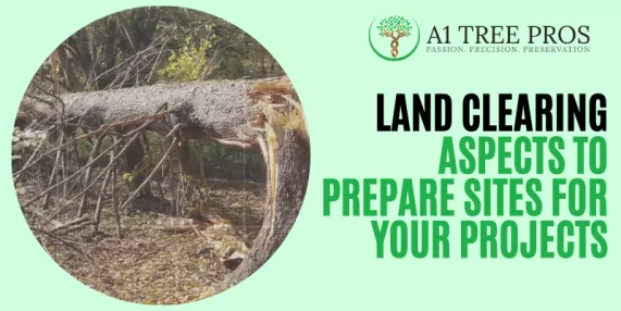 How to Identify Hazardous Trees Before They Become Dangerous