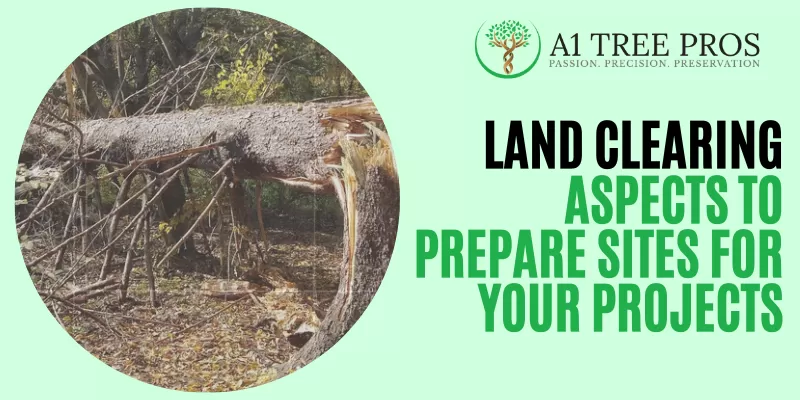 How to Identify Hazardous Trees Before They Become Dangerous