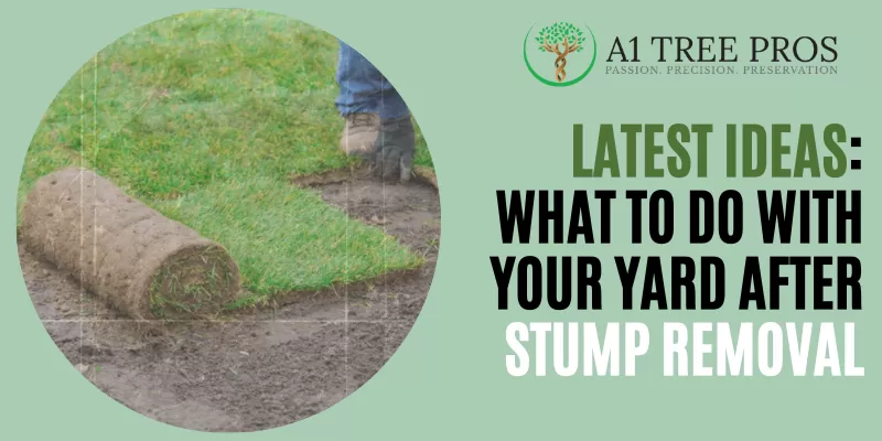 Latest Ideas: What to Do With Your Yard After Stump Removal