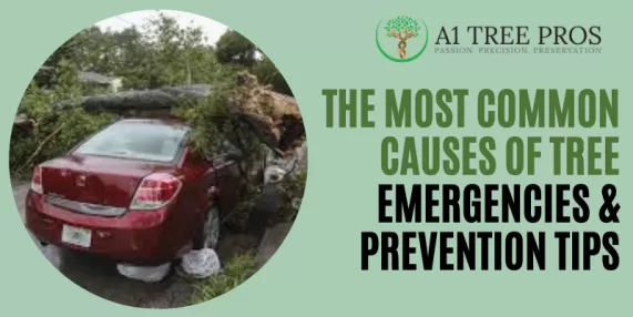 The Most Common Causes of Tree Emergencies & Prevention Tips