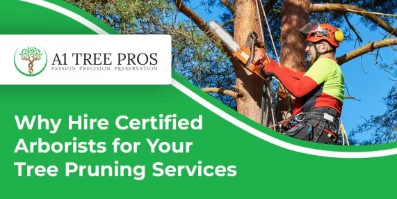 Why Hire Certified Arborists for Your Tree Pruning Services
