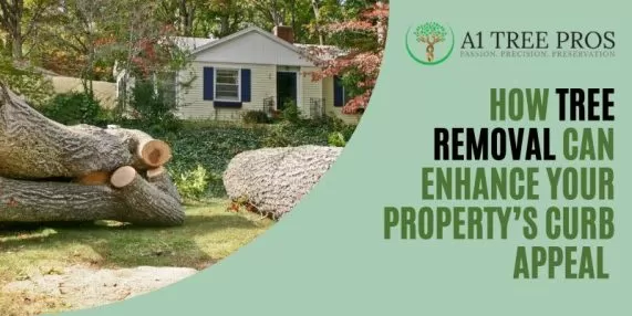 How Tree Removal Can Enhance Your Property’s Curb Appeal