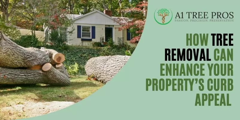 How Tree Removal Can Enhance Your Property’s Curb Appeal