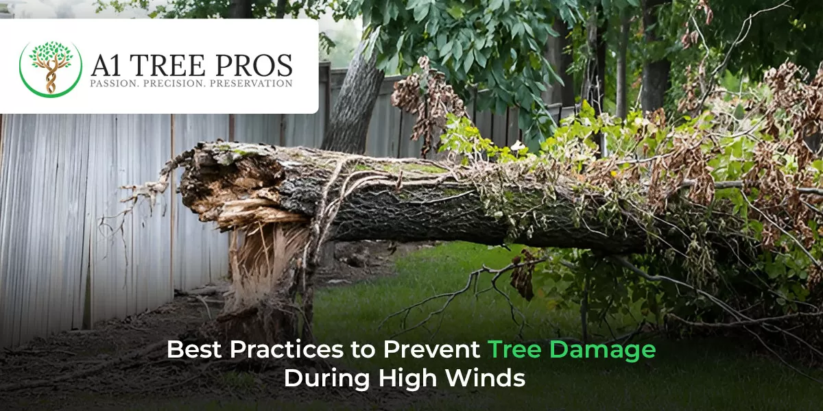 Best Practices to Prevent Tree Damage During High Winds