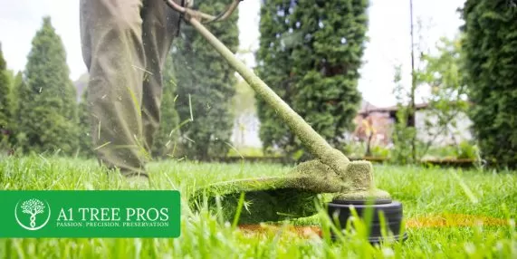 10 Must-Know Care Tips for Growing Healthy Trees and Plants