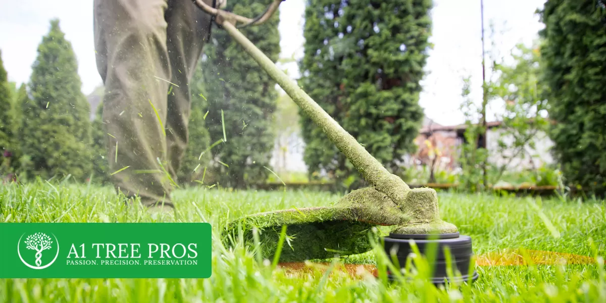 10 Must-Know Care Tips for Growing Healthy Trees and Plants