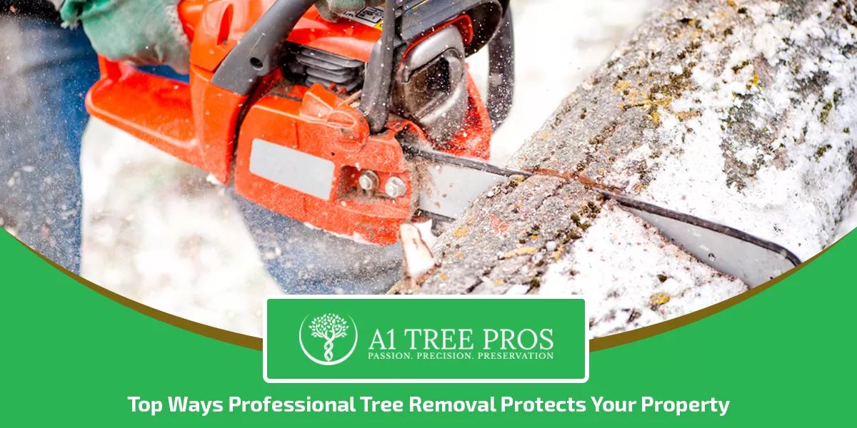Top Ways Professional Tree Removal Protects Your Property