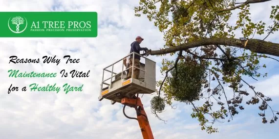 Reasons Why Tree Maintenance Is Vital for a Healthy Yard