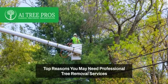 Top Reasons You May Need Professional Tree Removal Services
