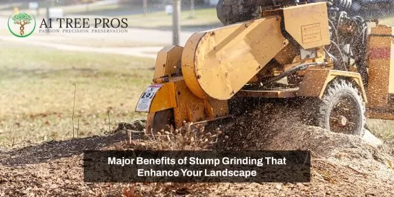 Major Benefits of Stump Grinding That Enhance Your Landscape