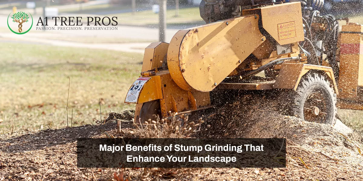 Major Benefits of Stump Grinding That Enhance Your Landscape