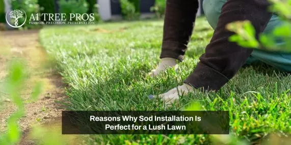 Reasons Why Sod Installation Is Perfect for a Lush Lawn