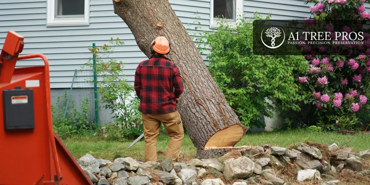 Signs Your Tree is a Safety Risk and How Tree Cutting Services Can Help Protect Your Property