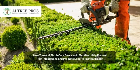 How Tree and Shrub Care Services in Maryland Help Prevent Pest Infestations and Promote Long-Term Plant Health